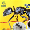 ROYAL BLACK ANTS TỐT HƠN VIAGRA VÀ CIALIS!